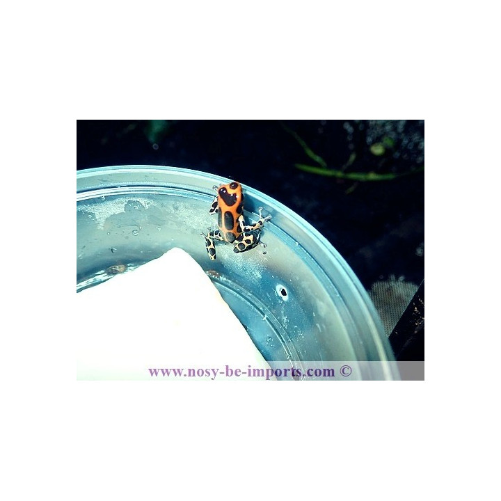 Ranitomeya imitator rapidos
