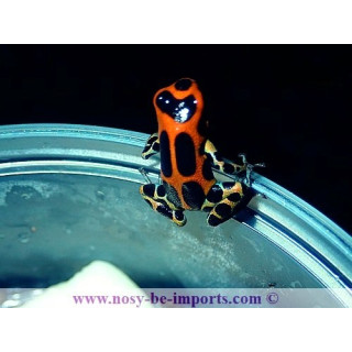 Ranitomeya imitator rapidos