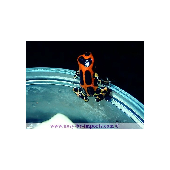 Ranitomeya imitator rapidos