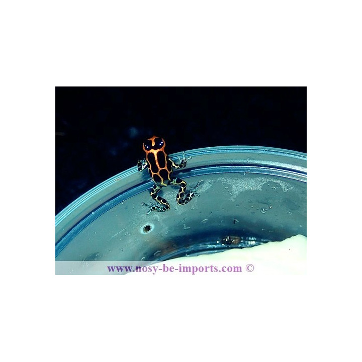 Ranitomeya imitator rapidos