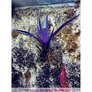 Neoregelia midas