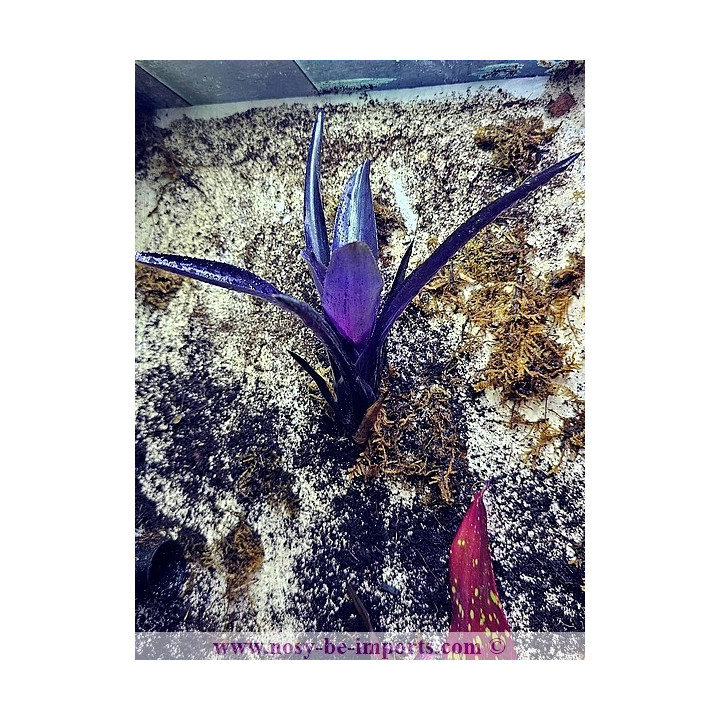 Neoregelia midas