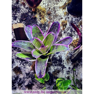 Neoregelia concentrica albomarginata