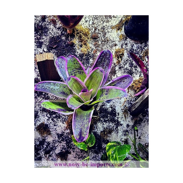 Neoregelia concentrica albomarginata