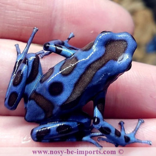 Dendrobates auratus Superblue