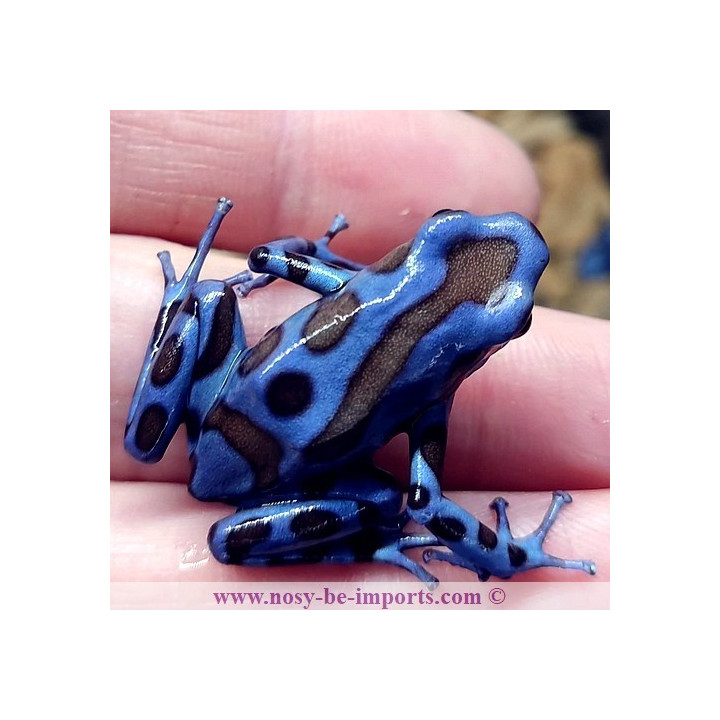 Dendrobates auratus Superblue