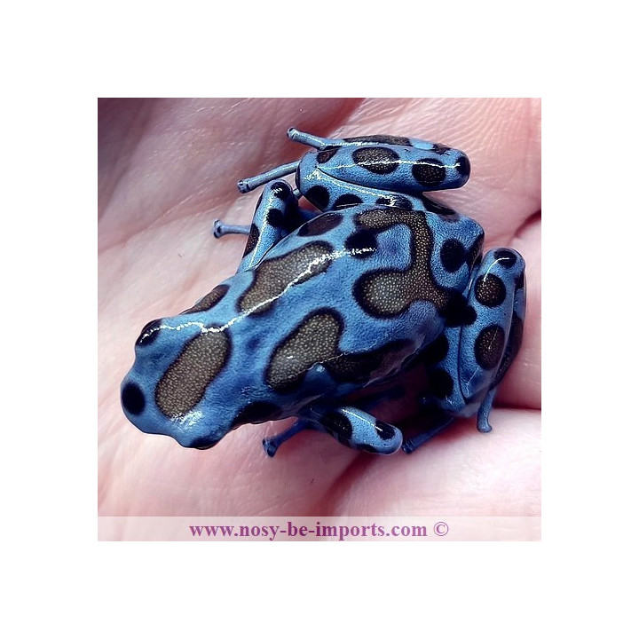 Dendrobates auratus Superblue