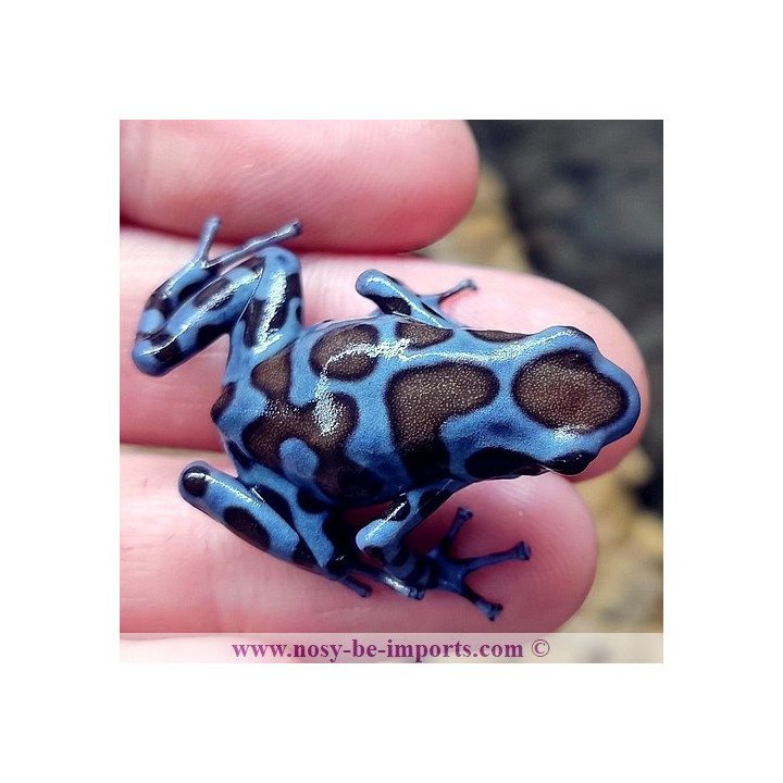 Dendrobates auratus Superblue