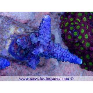 Acropora gomezi 06112024-2