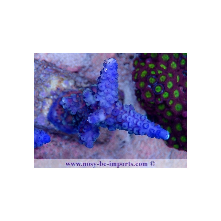Acropora gomezi 06112024-2
