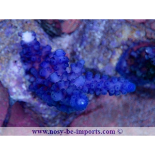 Acropora gomezi 06112024-3