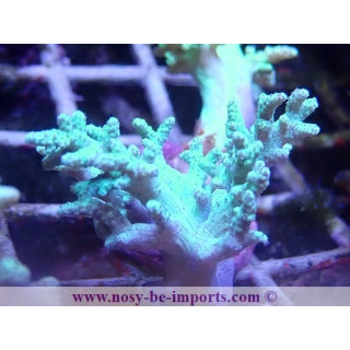Sinularia sp. WYSIWYG 06112024-6