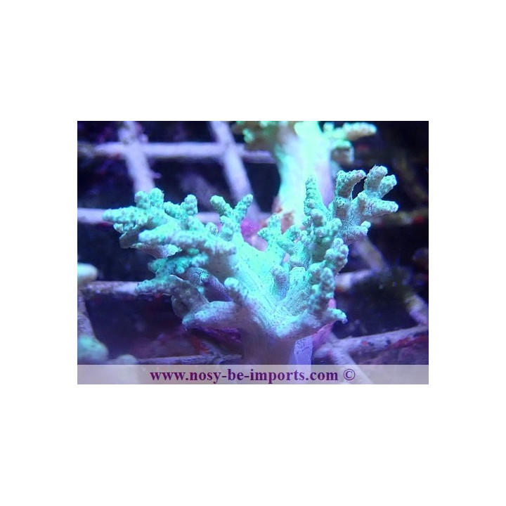 Sinularia sp. WYSIWYG 06112024-6