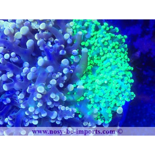 Euphyllia divisa WYSIWYG 06112024-10