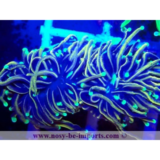 Euphyllia glabrescens 06112024-11