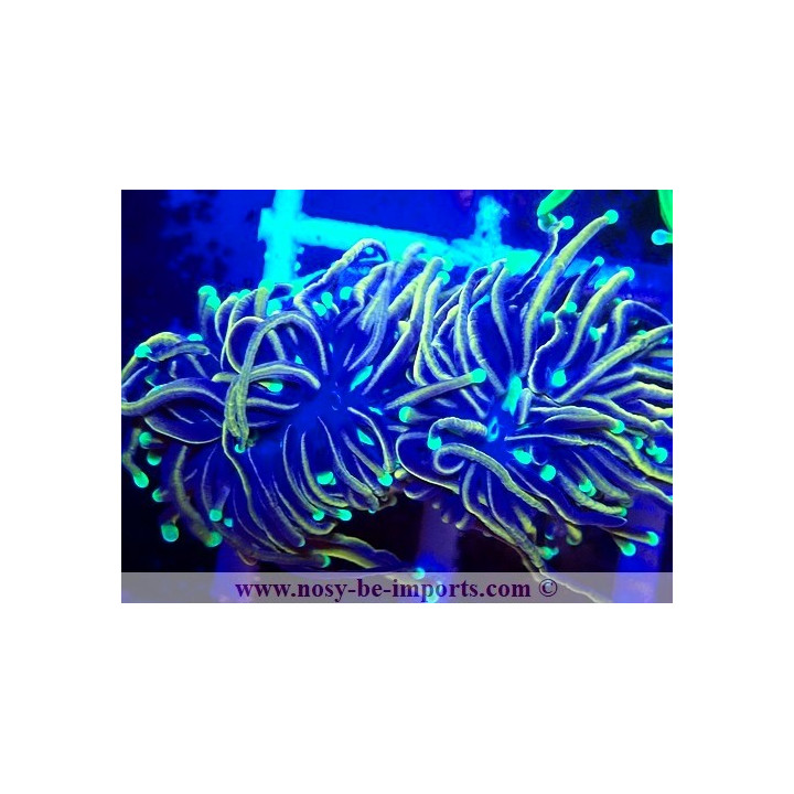 Euphyllia glabrescens 06112024-11