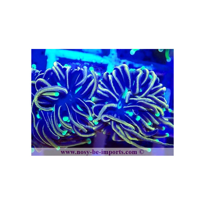 Euphyllia glabrescens 06112024-11