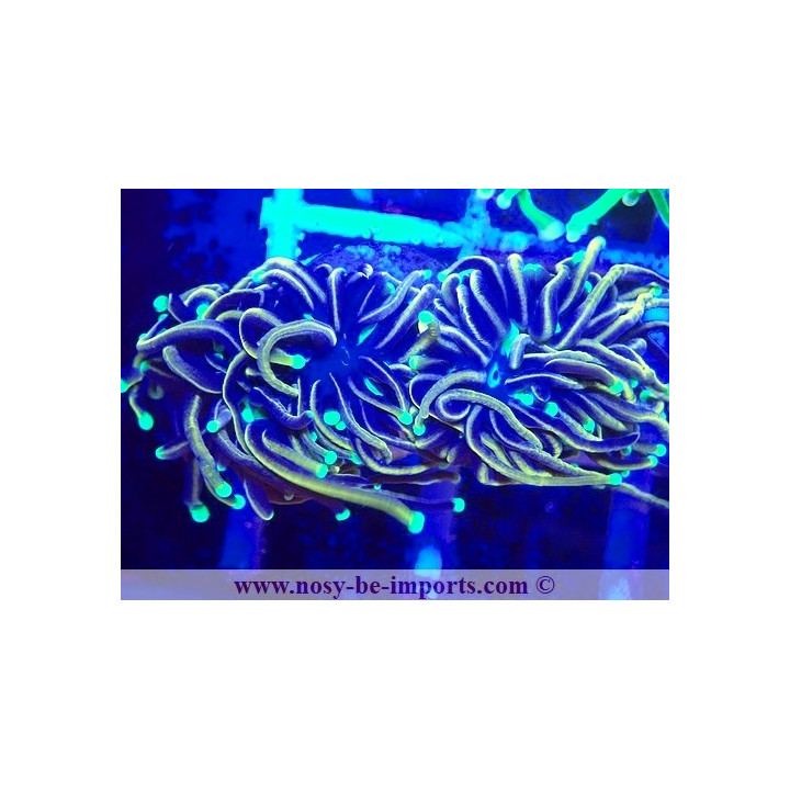 Euphyllia glabrescens 06112024-11