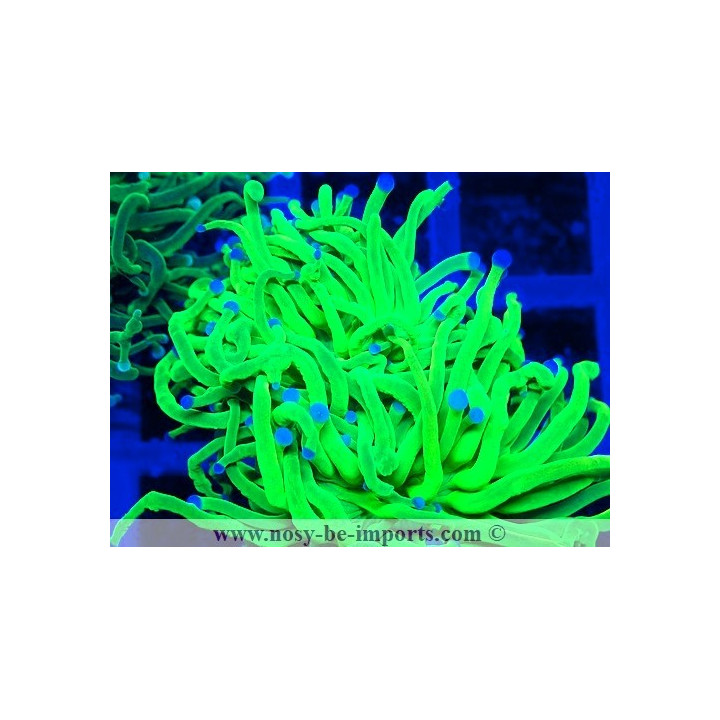 Euphyllia glabrescens WYSIWYG 06112024-12
