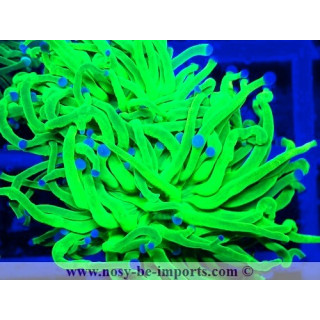 Euphyllia glabrescens WYSIWYG 06112024-12