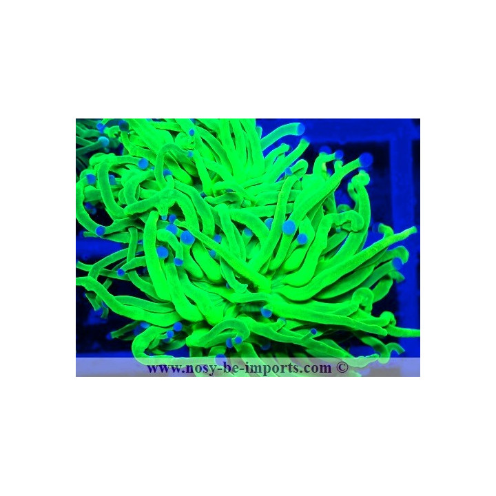 Euphyllia glabrescens WYSIWYG 06112024-12