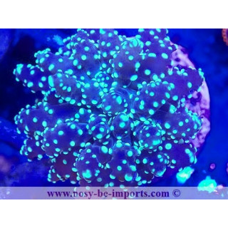 Euphyllia p. WYSIWYG 06112024-13