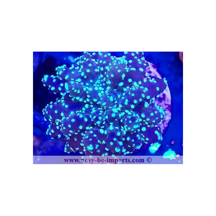 Euphyllia p. WYSIWYG 06112024-13