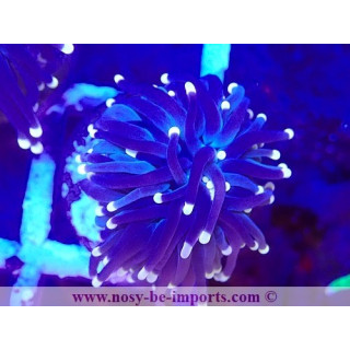 Euphyllia glabrescens WYSIWYG 06112024-14