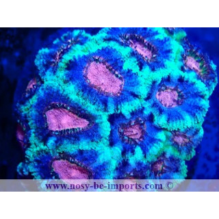 Acanthastrea sp. WYSIWYG 06112024-16