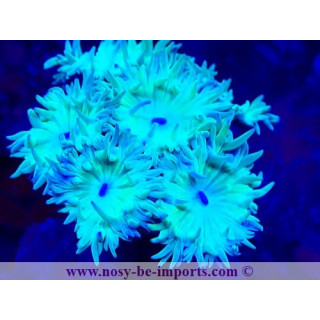 Duncanopsammia a. WYSWIWYG 06112024-21