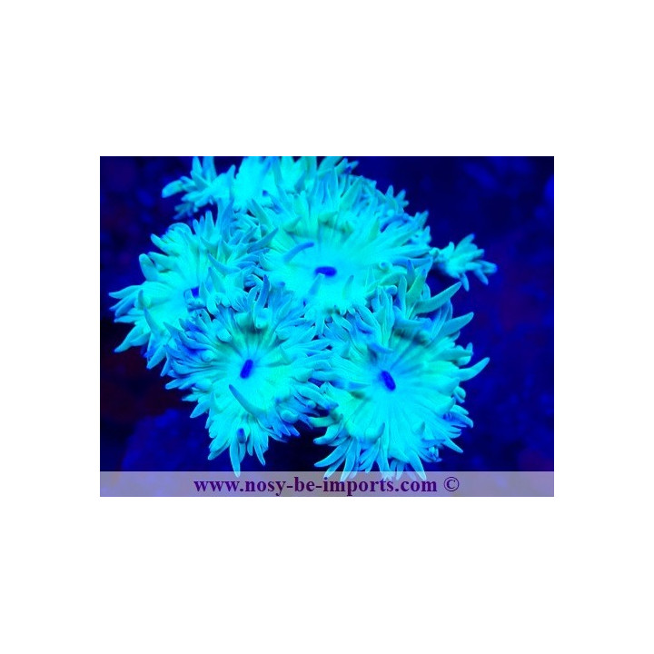 Duncanopsammia a. WYSWIWYG 06112024-21