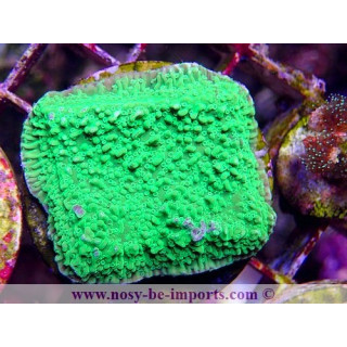 Montipora sp. WYSIWYG 06112024-22