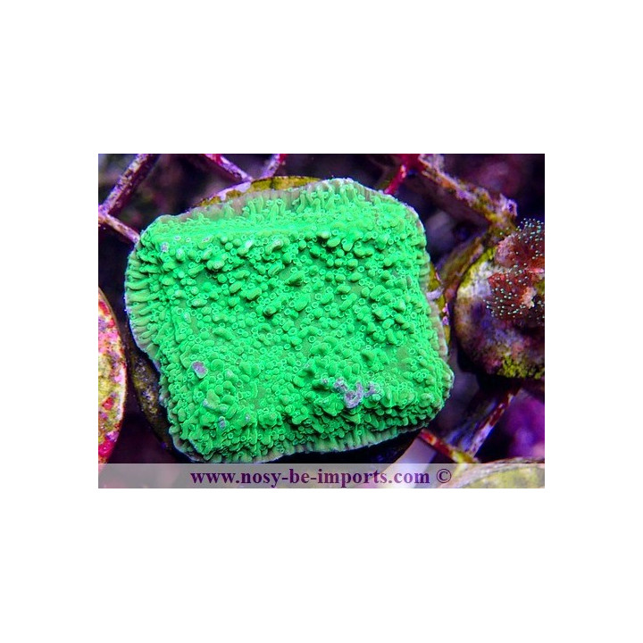 Montipora sp. WYSIWYG 06112024-22