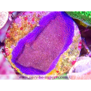 Montipora sp. WYSIWYG 06112024-23