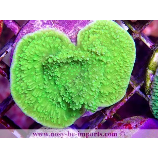 Montipora sp. WYSIWYG 06112024-24