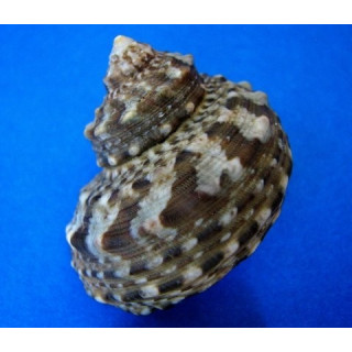 Turbo fluctuosus - anti asparagopsis - aquarium sur mesure