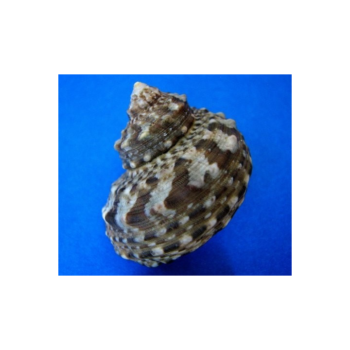 Turbo fluctuosus - anti asparagopsis - aquarium sur mesure