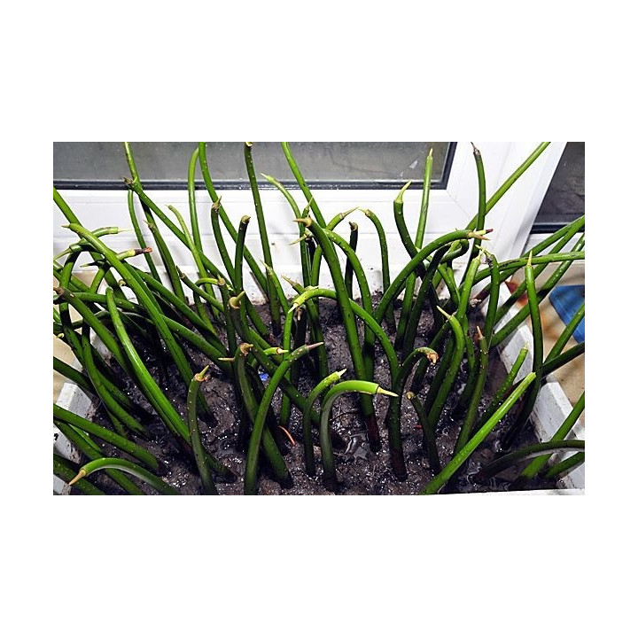 Rhizophora mangle
