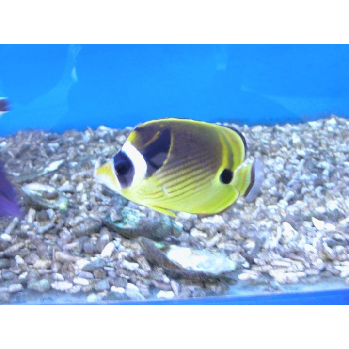 Chaetodon lunula