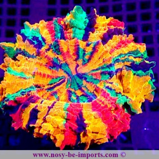 Acanthophyllia deshayesiana multicolore Premium