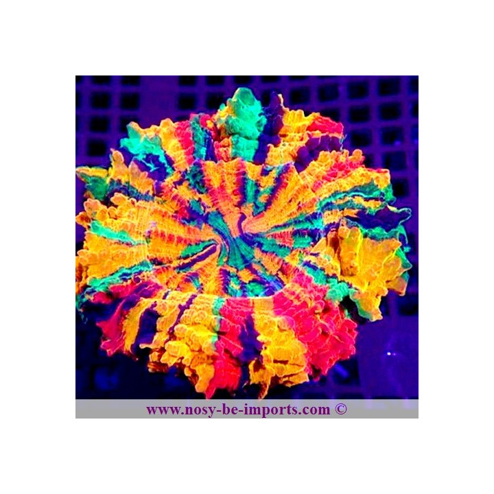 Acanthophyllia deshayesiana multicolore Premium