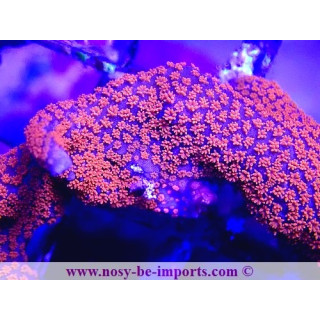 Montipora digitata violet polypes orange fluo