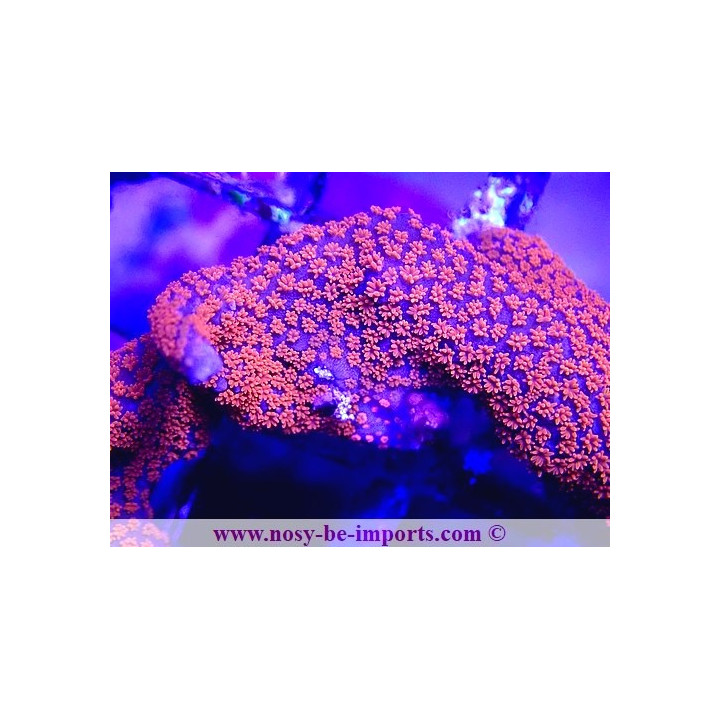 Montipora digitata violet polypes orange fluo