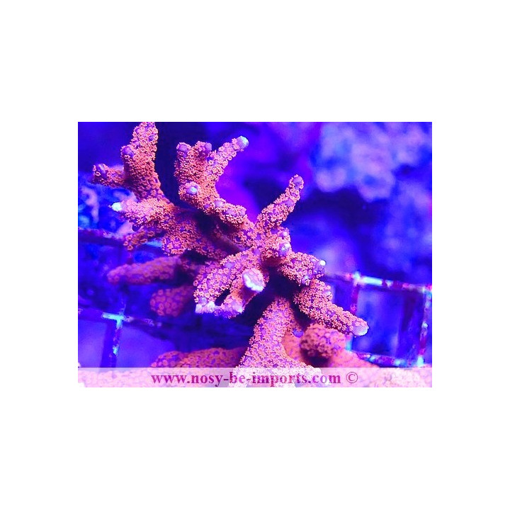 Montipora digitata violet polypes orange fluo