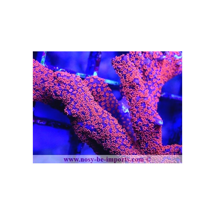 Montipora digitata violet polypes orange fluo