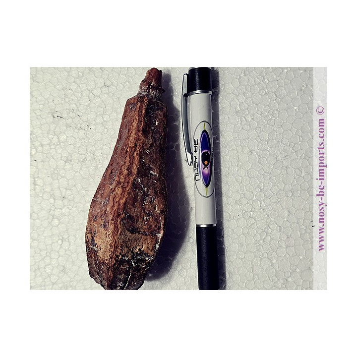 Luffa cosse