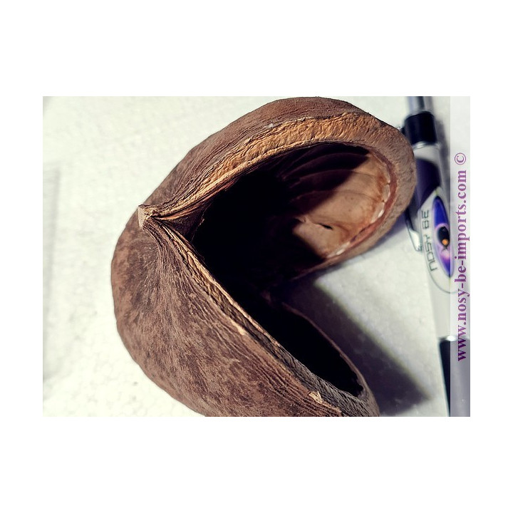 Noix de Bouddha XL