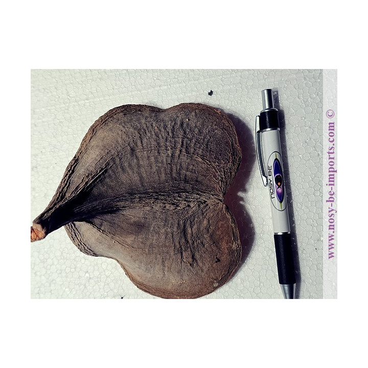 Cosse oreille d'éléphant