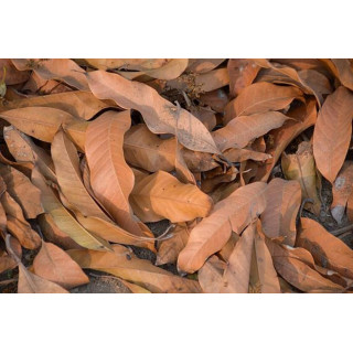Feuilles de mangue