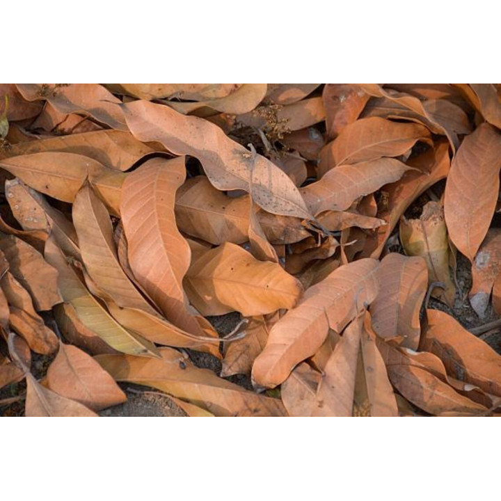 Feuilles de mangue